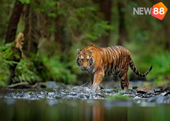 Giải mộng chiêm bao thấy con hổ là điềm báo gì?